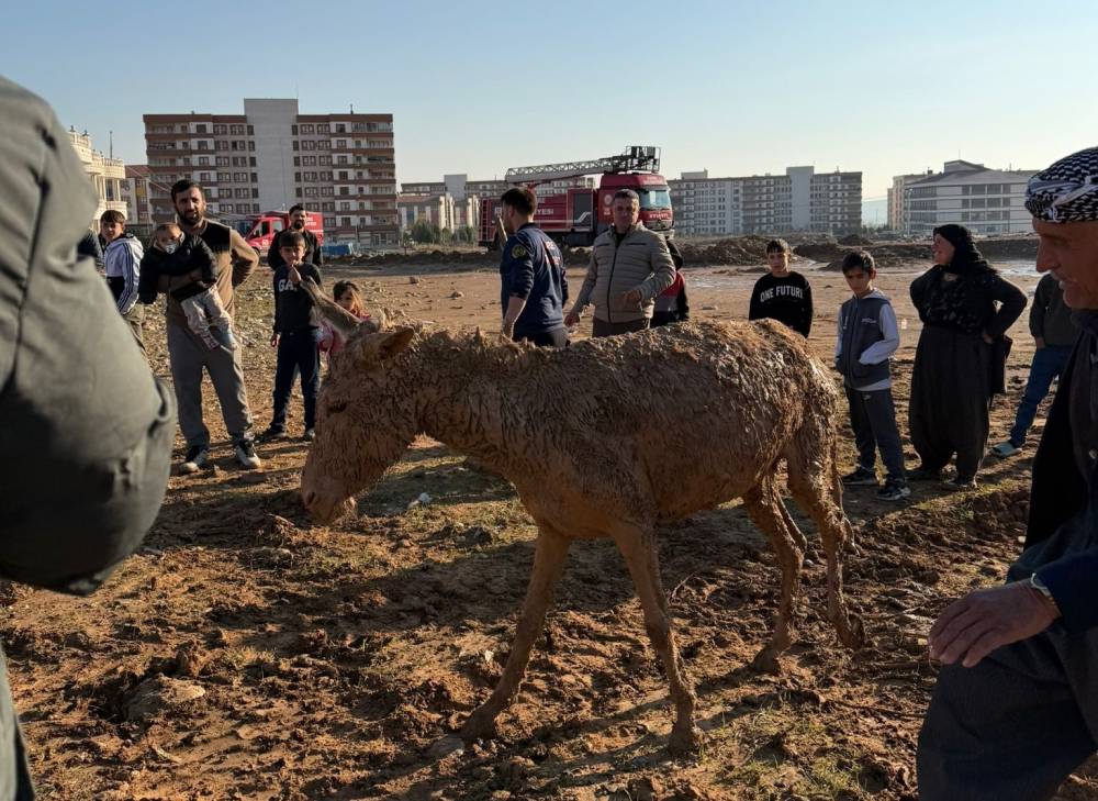 Şırnak'ta Bataklığa Saplanan Eşekler Kurtarıldı