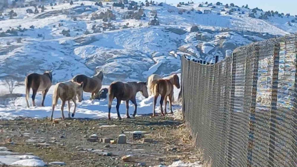 Aç Kalan Yaban Atları Grup Halinde Merkeze İndi