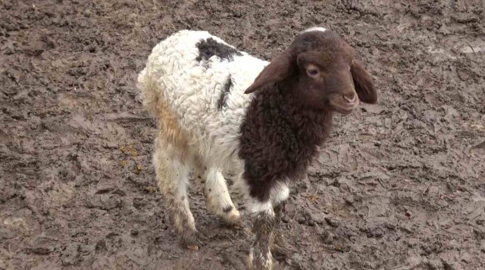 Annesinin Kabul Etmediği Kuzuyu Keçiler Sahiplendi