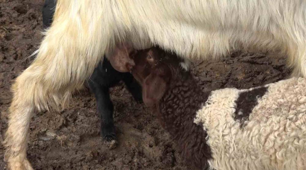 Annesinin Kabul Etmediği Kuzuyu Keçiler Sahiplendi