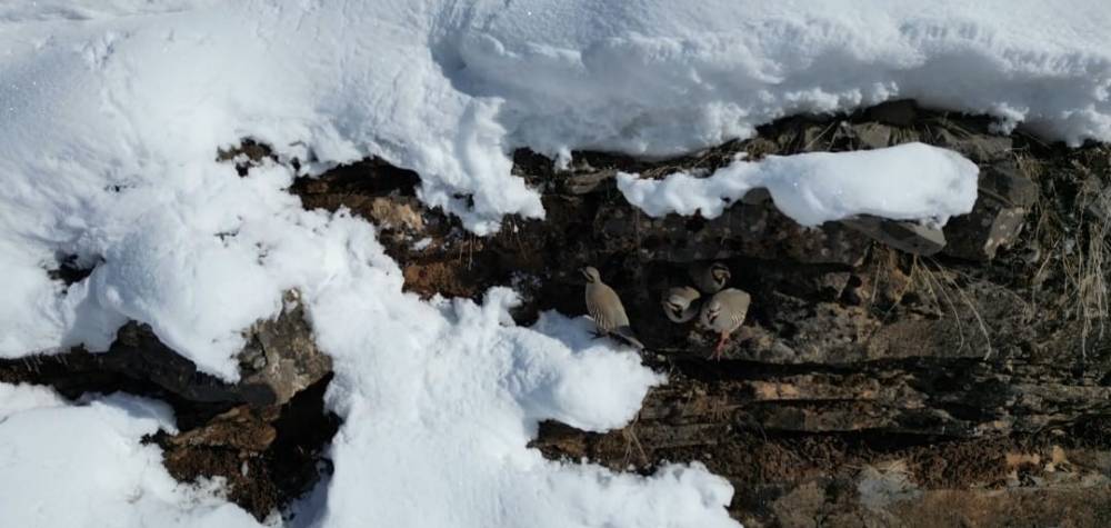 Şırnak’ta Aç Kalan Keklikler Sürü Halinde Yiyecek Aradı