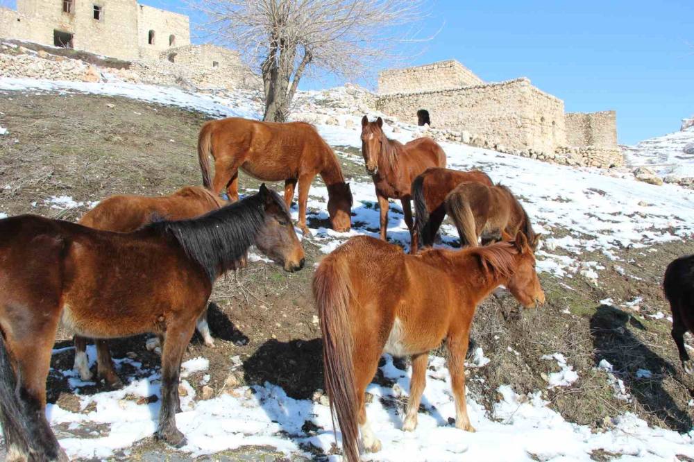 Şırnak’ın Saklı Güzelliği: Gabar Dağı’nda Yılkı Atları Objektiflere Yansıdı