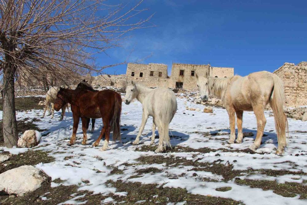 Şırnak’ın Saklı Güzelliği: Gabar Dağı’nda Yılkı Atları Objektiflere Yansıdı