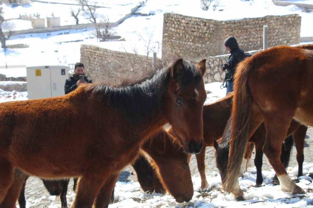 Şırnak’ın Saklı Güzelliği: Gabar Dağı’nda Yılkı Atları Objektiflere Yansıdı