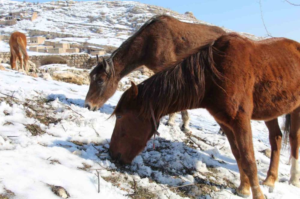 Şırnak’ın Saklı Güzelliği: Gabar Dağı’nda Yılkı Atları Objektiflere Yansıdı