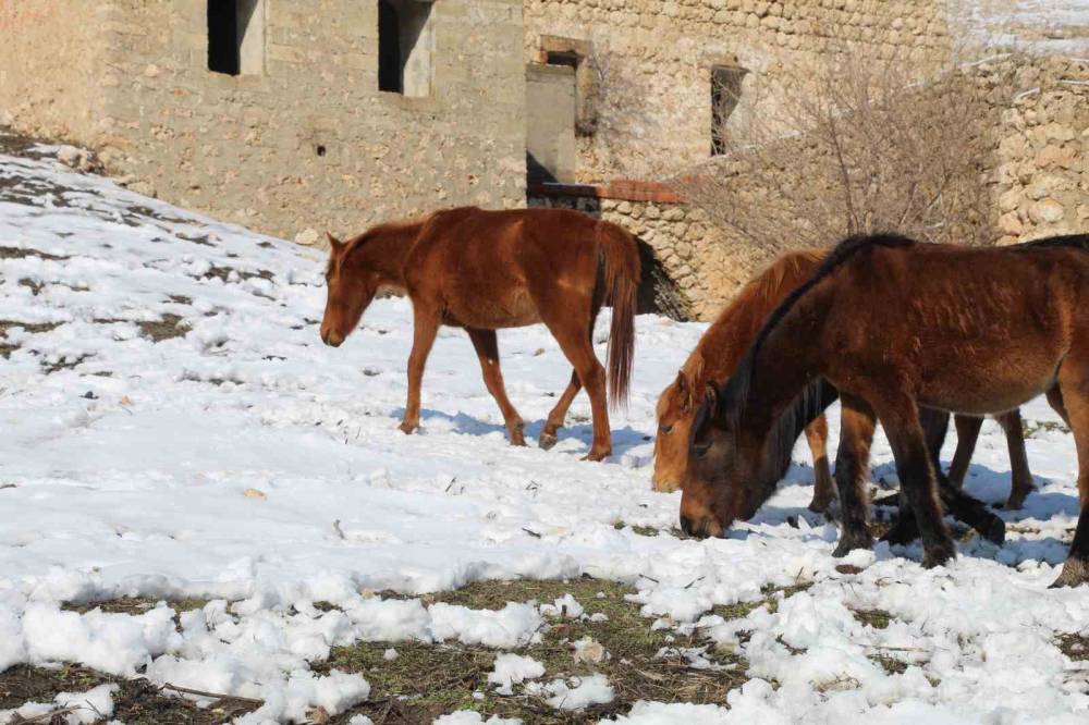 Şırnak’ın Saklı Güzelliği: Gabar Dağı’nda Yılkı Atları Objektiflere Yansıdı