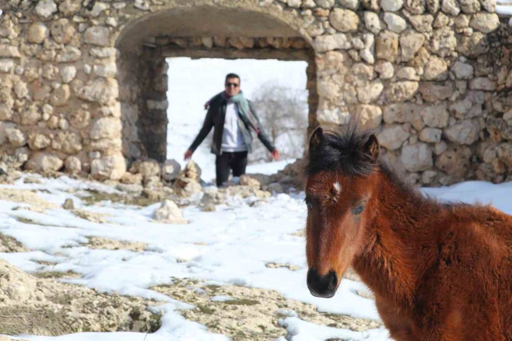 Şırnak’ın Saklı Güzelliği: Gabar Dağı’nda Yılkı Atları Objektiflere Yansıdı