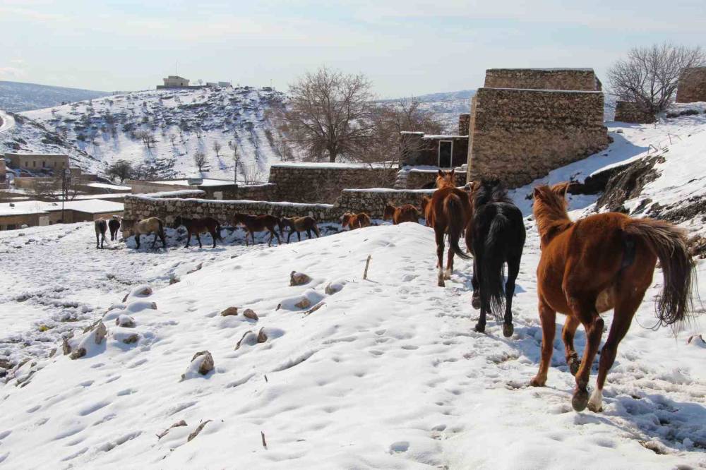 Şırnak’ın Saklı Güzelliği: Gabar Dağı’nda Yılkı Atları Objektiflere Yansıdı
