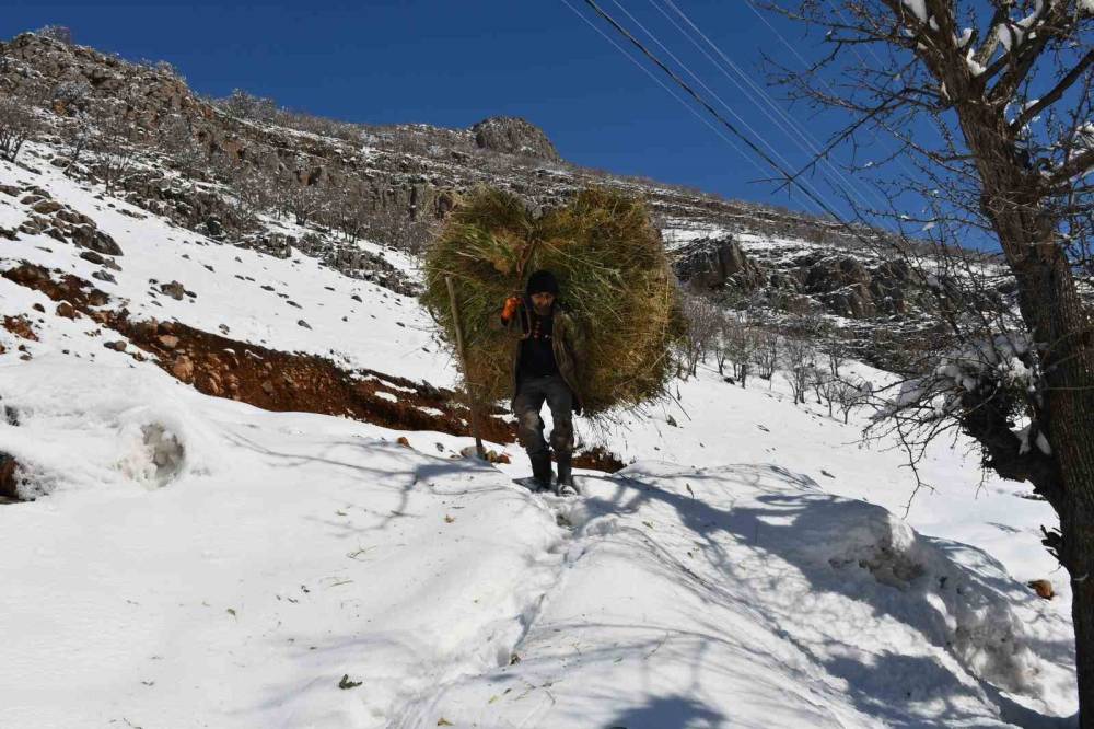Şırnak’ta Köyden Kente Yoğun Göç Nedeni ile Keçi Besiciliği Gittikçe Yok Oluyor