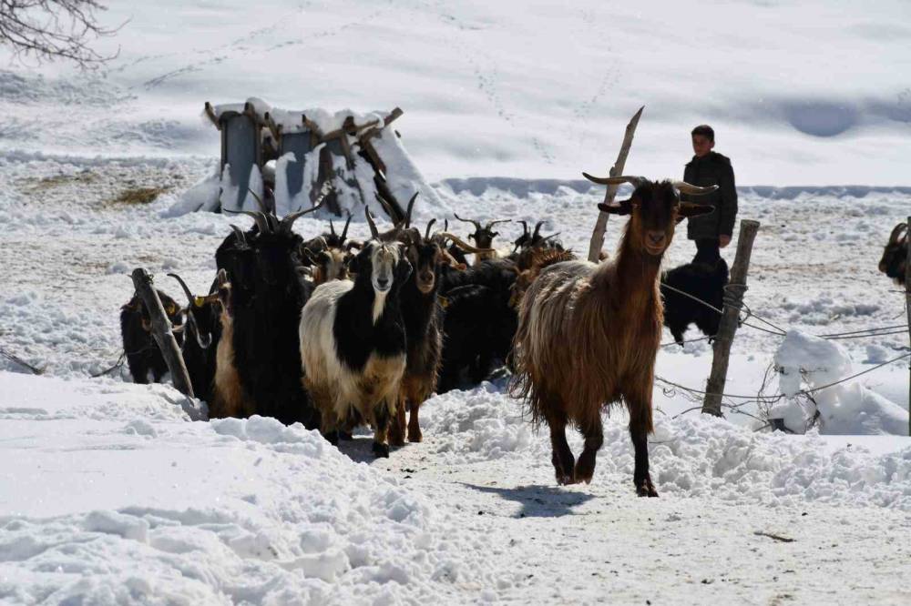 Şırnak’ta Köyden Kente Yoğun Göç Nedeni ile Keçi Besiciliği Gittikçe Yok Oluyor