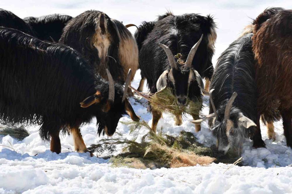 Şırnak’ta Köyden Kente Yoğun Göç Nedeni ile Keçi Besiciliği Gittikçe Yok Oluyor