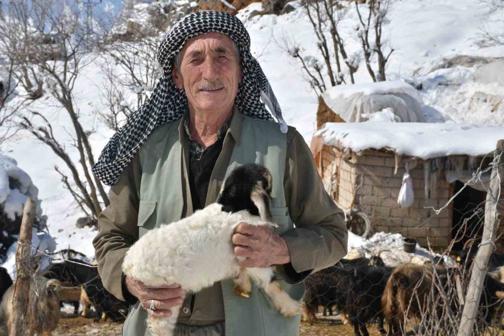 Şırnak’ta Köyden Kente Yoğun Göç Nedeni ile Keçi Besiciliği Gittikçe Yok Oluyor