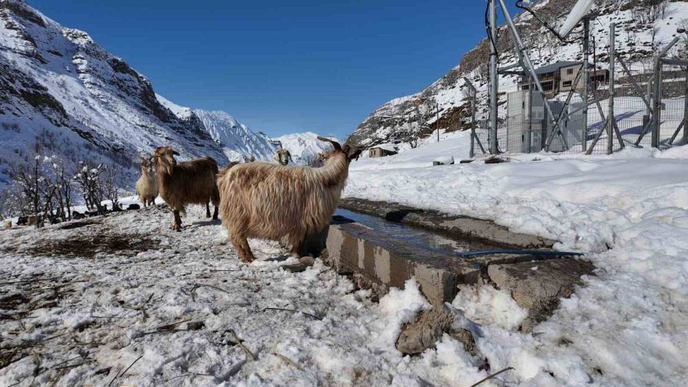 Şırnak’ta Köyden Kente Yoğun Göç Nedeni ile Keçi Besiciliği Gittikçe Yok Oluyor