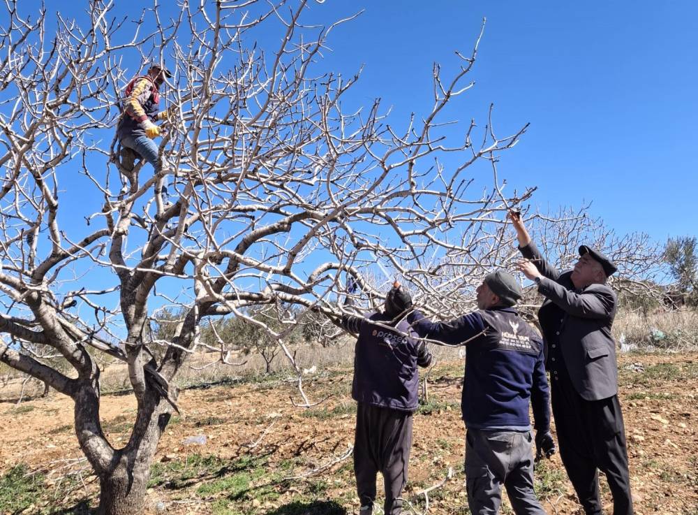 Antep Fıstığında Bakım Ve Budama Zamanı