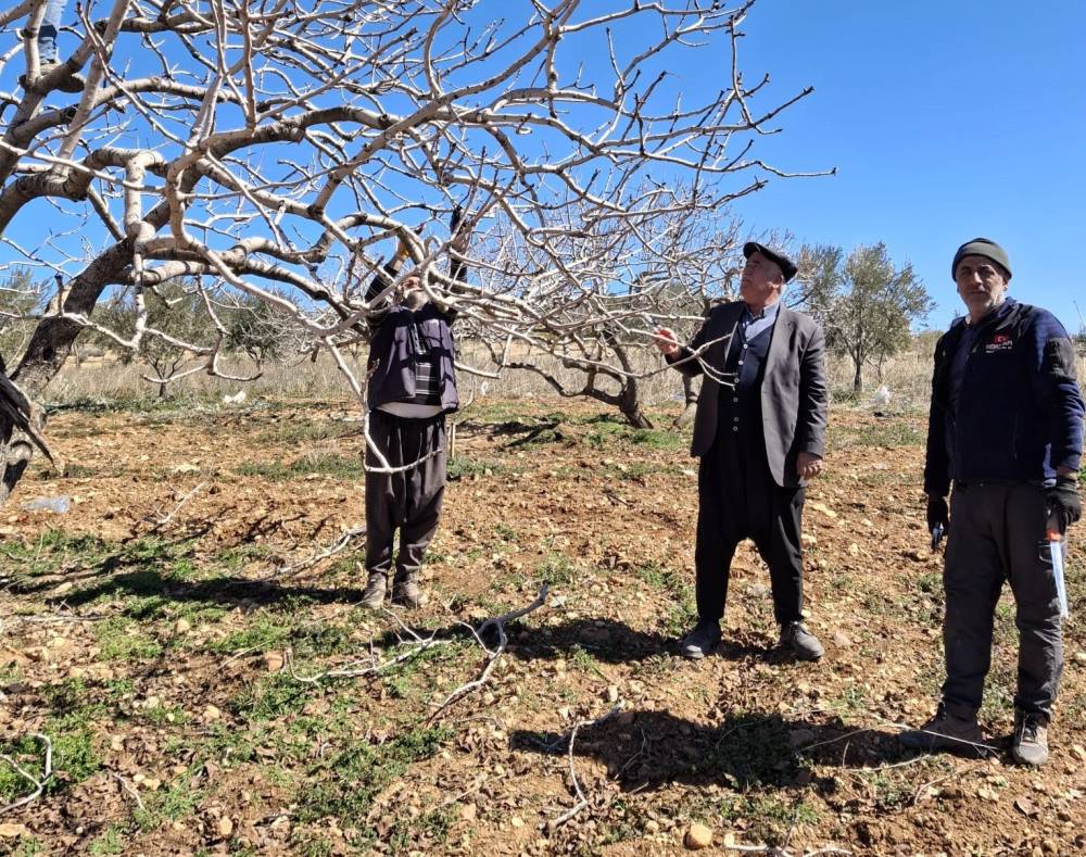 Antep Fıstığında Bakım Ve Budama Zamanı