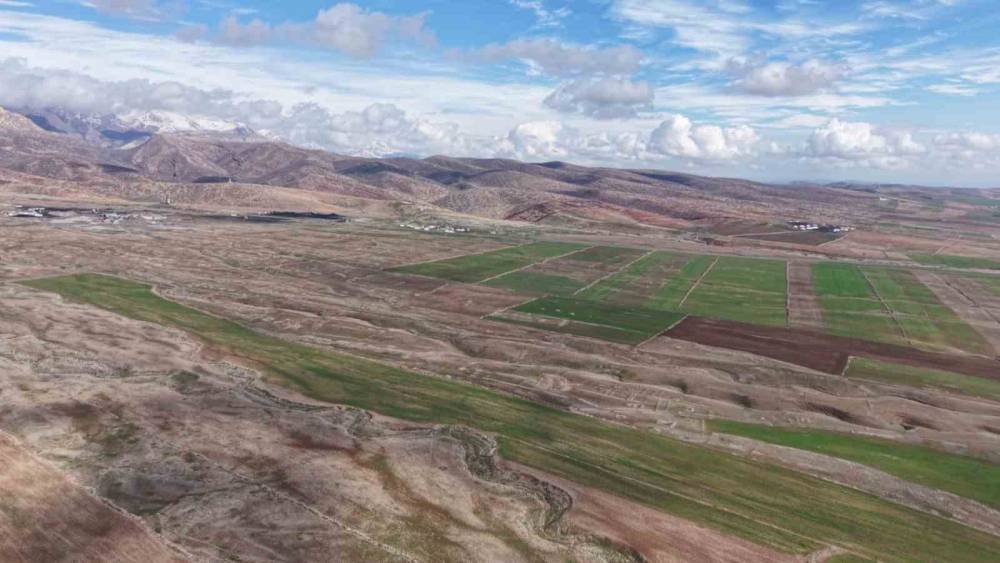 Cudi Dağı'nda Sürü Halinde Gezen Ceylanlar Görüntülendi
