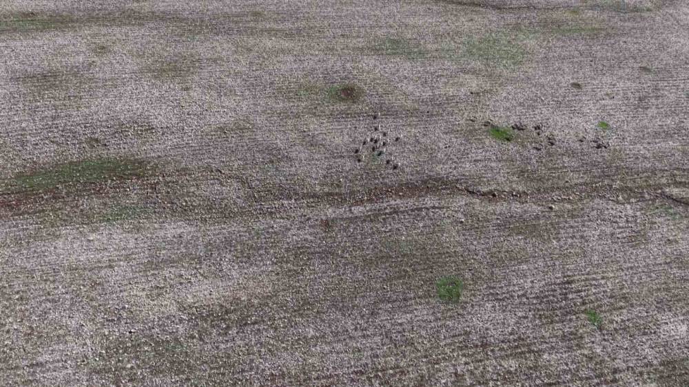 Cudi Dağı'nda Sürü Halinde Gezen Ceylanlar Görüntülendi