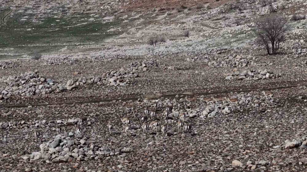 Cudi Dağı'nda Sürü Halinde Gezen Ceylanlar Görüntülendi