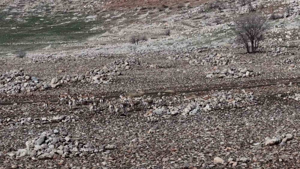 Cudi Dağı'nda Sürü Halinde Gezen Ceylanlar Görüntülendi