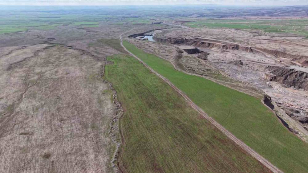 Cudi Dağı'nda Sürü Halinde Gezen Ceylanlar Görüntülendi