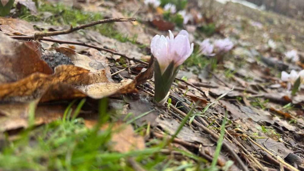 Kış Şartlarının Devam Ettiği Şırnak’ta Çiçekler Açtı