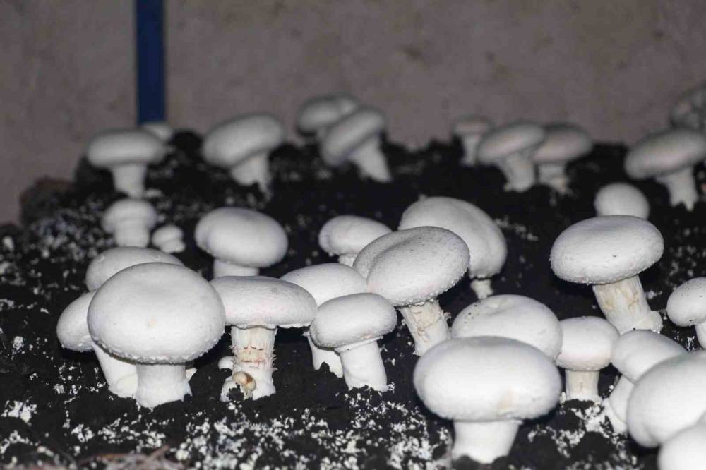 Şırnak'ta 2 Bin Yıllık Tarihi Mağarada Mantar Üretim Tesisi Kurdu