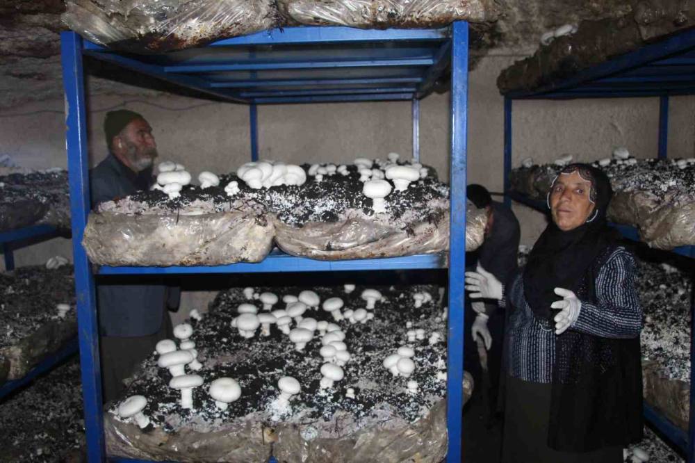 Şırnak'ta 2 Bin Yıllık Tarihi Mağarada Mantar Üretim Tesisi Kurdu