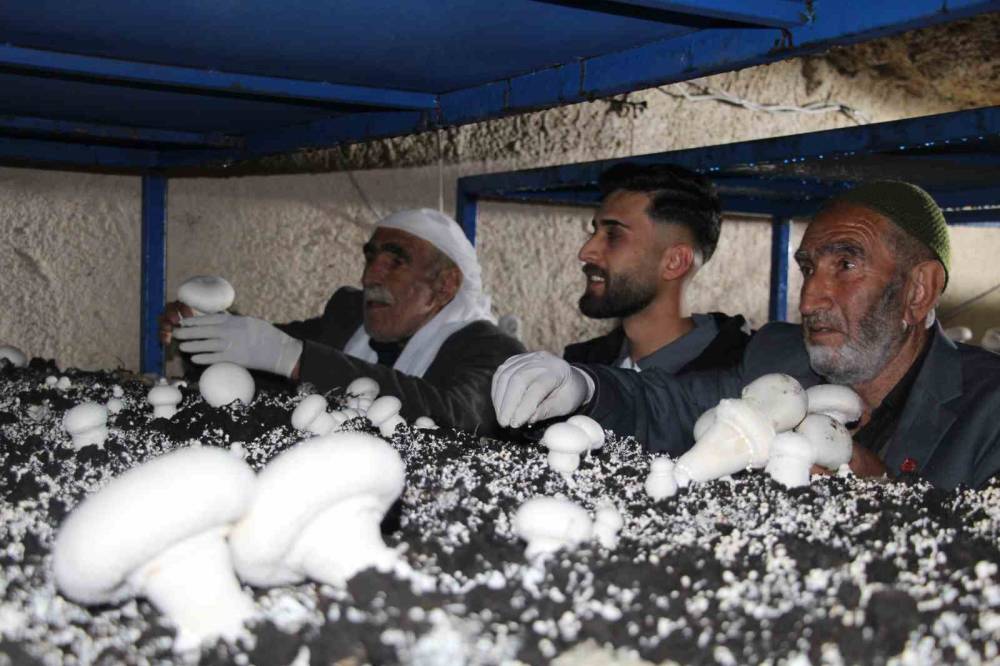 Şırnak'ta 2 Bin Yıllık Tarihi Mağarada Mantar Üretim Tesisi Kurdu