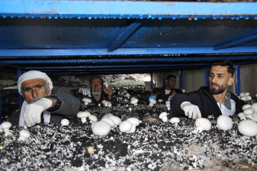 Şırnak'ta 2 Bin Yıllık Tarihi Mağarada Mantar Üretim Tesisi Kurdu