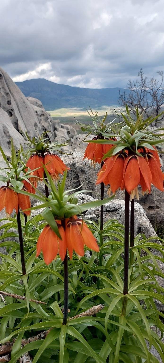 Şırnak, Diyarbakır, Van, Erzurum, Hakkari ve Adıyaman'da Bu Hatayı Yapanlara 700 Bin Lira Ceza Kesilecek!