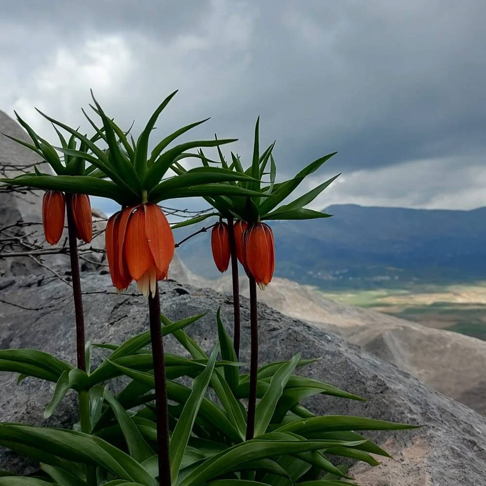 Şırnak, Diyarbakır, Van, Erzurum, Hakkari ve Adıyaman'da Bu Hatayı Yapanlara 700 Bin Lira Ceza Kesilecek!