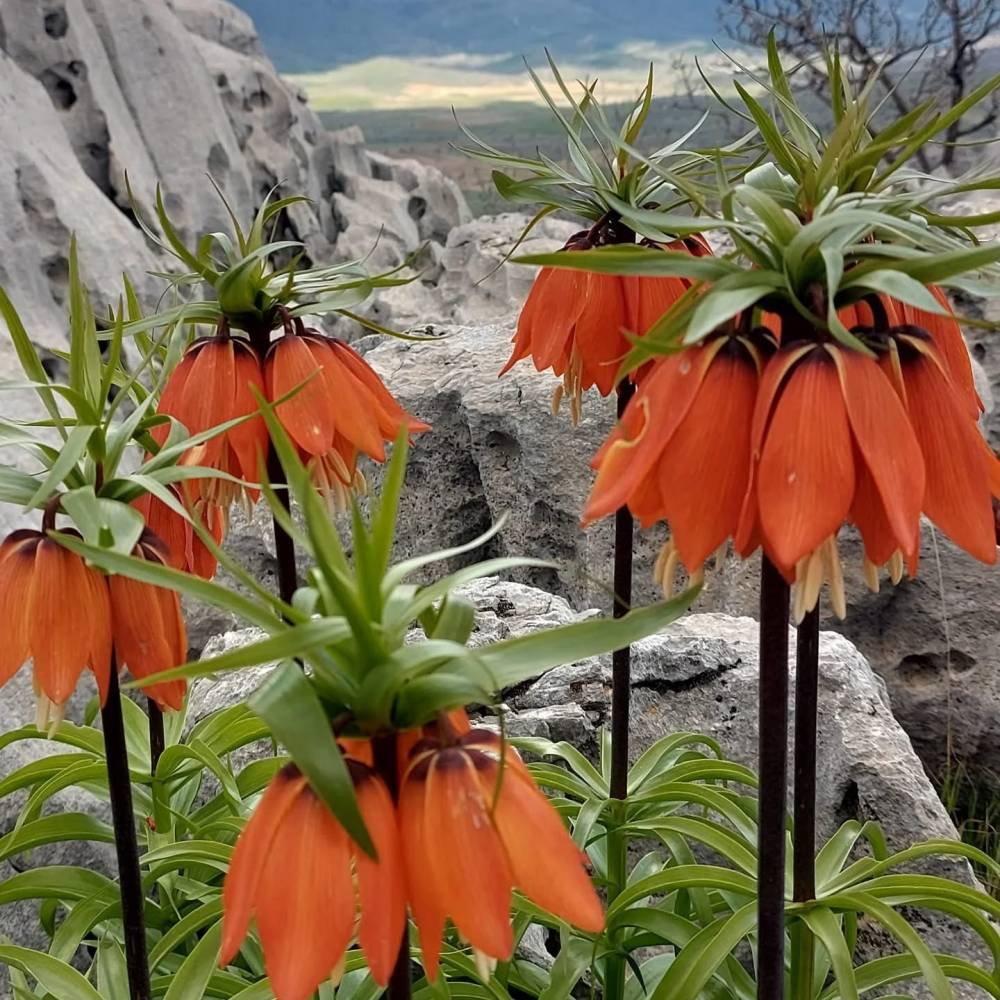 Şırnak, Diyarbakır, Van, Erzurum, Hakkari ve Adıyaman'da Bu Hatayı Yapanlara 700 Bin Lira Ceza Kesilecek!