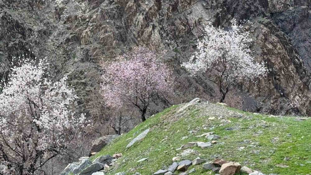 Şırnak’ta Badem Ağaçları Çiçek Açtı