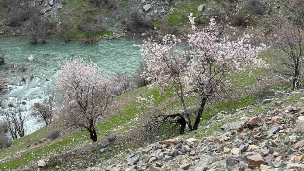 Şırnak’ta Badem Ağaçları Çiçek Açtı