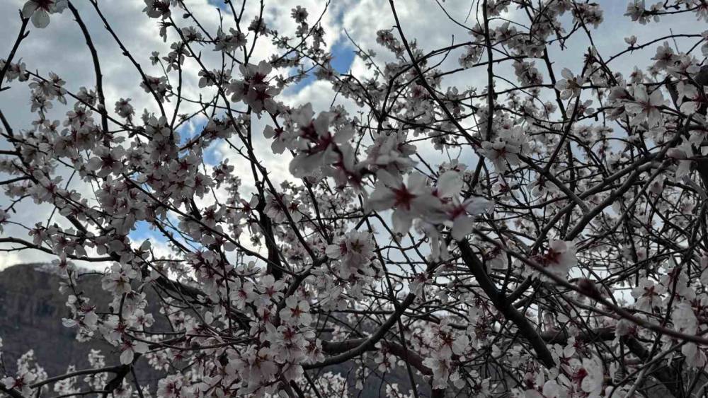 Şırnak’ta Badem Ağaçları Çiçek Açtı