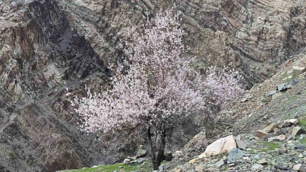 Şırnak’ta Badem Ağaçları Çiçek Açtı