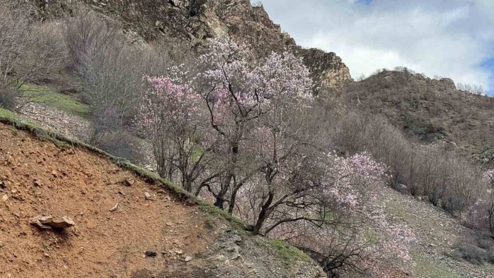 Şırnak’ta Badem Ağaçları Çiçek Açtı