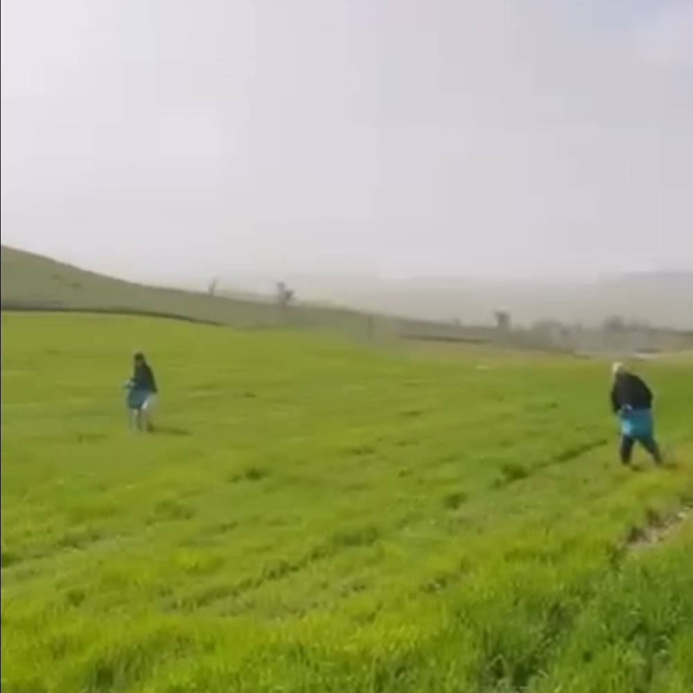 Siirt’te Çiftçilerden Zorlu Mesai: Gübreleme Eski Usulle Yapıldı