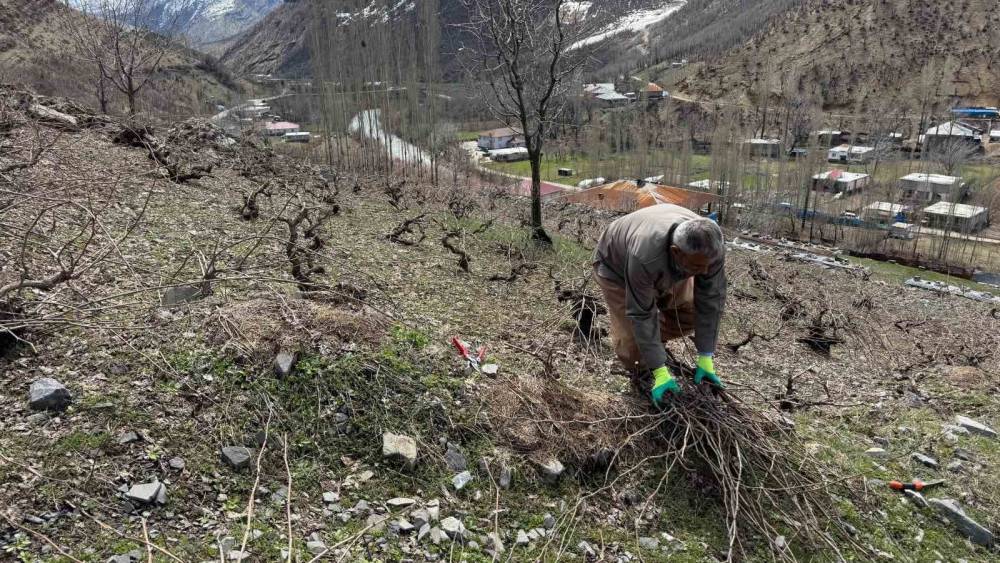 Şırnak'ta Bir Yandan Karla Mücadele Bir Yandan da Ağaç Budama Yapılıyor
