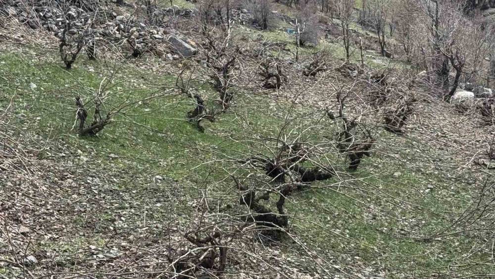 Şırnak'ta Bir Yandan Karla Mücadele Bir Yandan da Ağaç Budama Yapılıyor