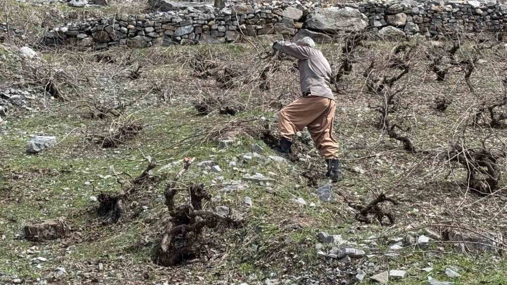 Şırnak'ta Bir Yandan Karla Mücadele Bir Yandan da Ağaç Budama Yapılıyor