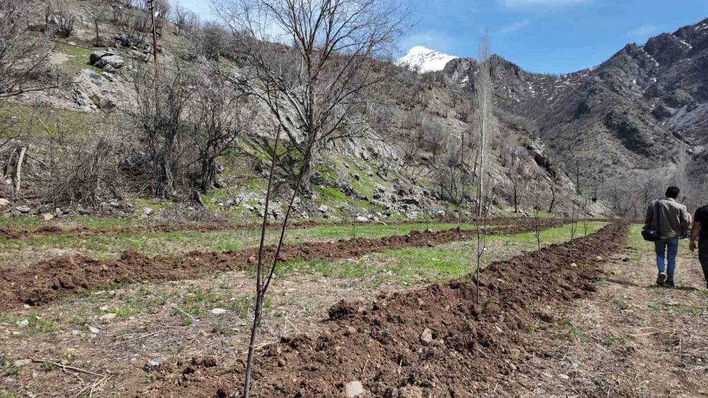 Şırnaklı Çiftçi Devlet Desteğiyle 25 Dönüm Arazisine Meyve Fidanı Dikti