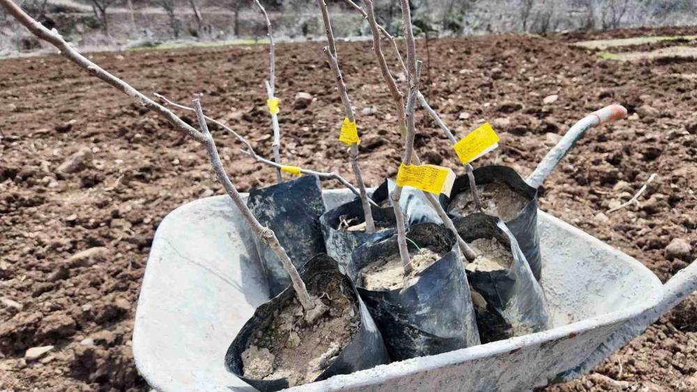 Şırnaklı Çiftçi Devlet Desteğiyle 25 Dönüm Arazisine Meyve Fidanı Dikti