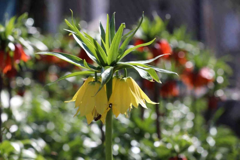 Şırnak'ta 700 Bin Liralık Koparma Cezası Olan Ters Lalelerin Görsel Şöleni