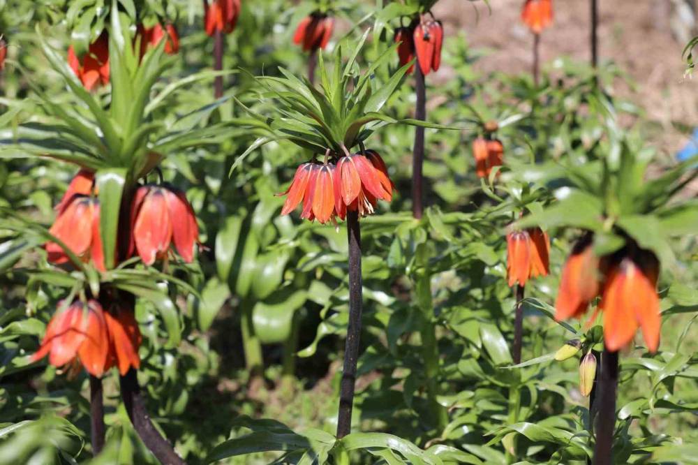 Şırnak'ta 700 Bin Liralık Koparma Cezası Olan Ters Lalelerin Görsel Şöleni