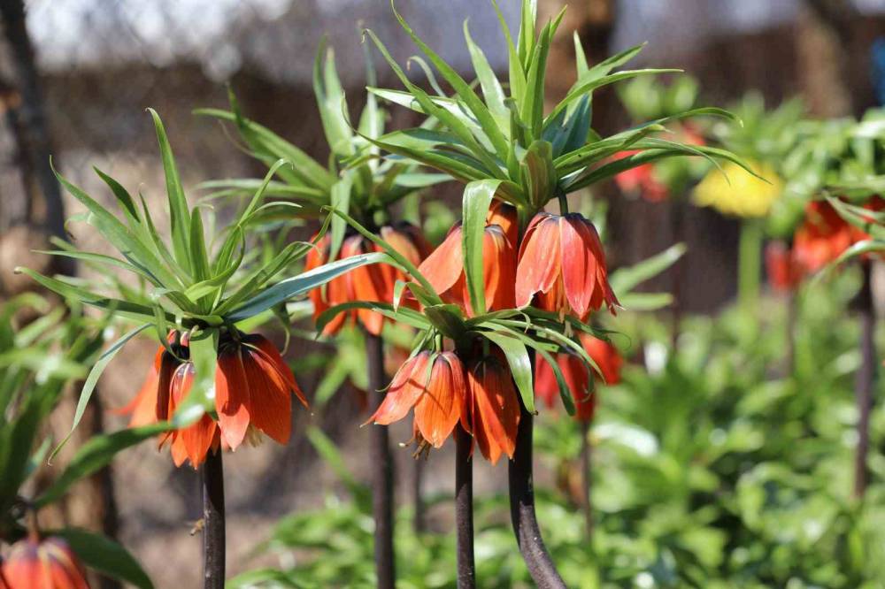 Şırnak'ta 700 Bin Liralık Koparma Cezası Olan Ters Lalelerin Görsel Şöleni