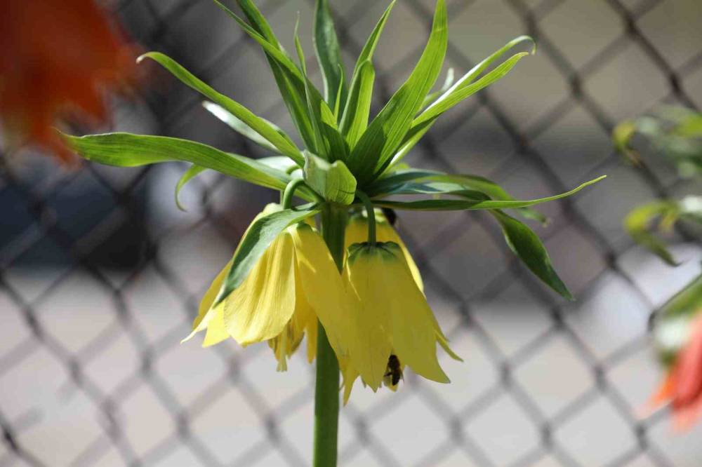 Şırnak'ta 700 Bin Liralık Koparma Cezası Olan Ters Lalelerin Görsel Şöleni