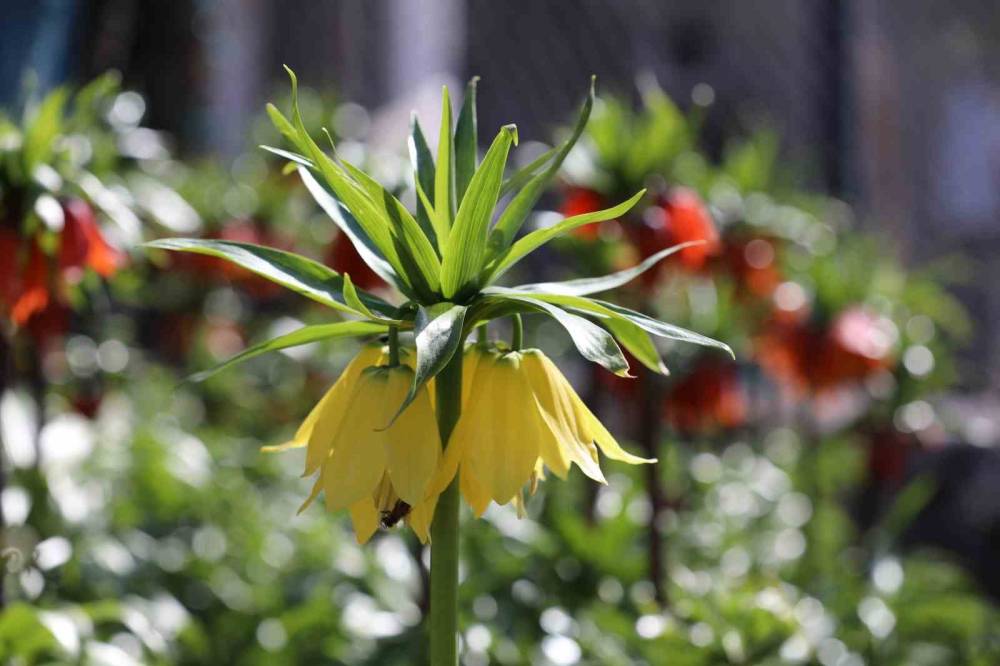 Şırnak'ta 700 Bin Liralık Koparma Cezası Olan Ters Lalelerin Görsel Şöleni