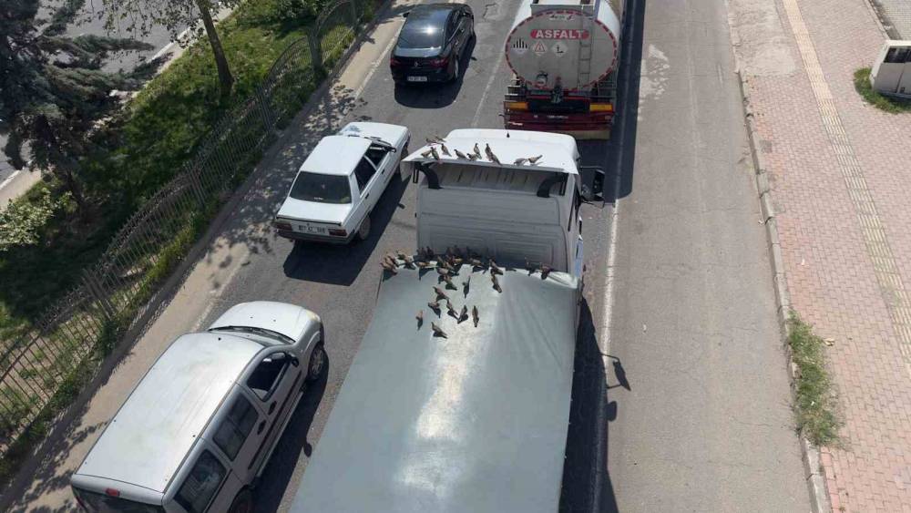 Kırmızı Işıkla Birlikte Kumruların Ziyafeti Başlıyor