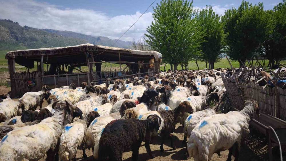 Şırnaklı Göçerlerden Dayanışma Örneği: Yüzlerce Koyun Kırkıldı